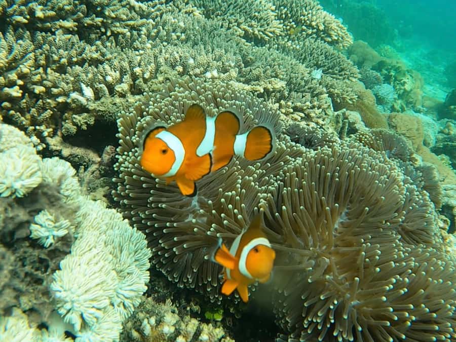 From Gili Meno: Private Snorkeling with Turtle & Statue - GoPro memories: the guide handles filming, you enjoy the moment