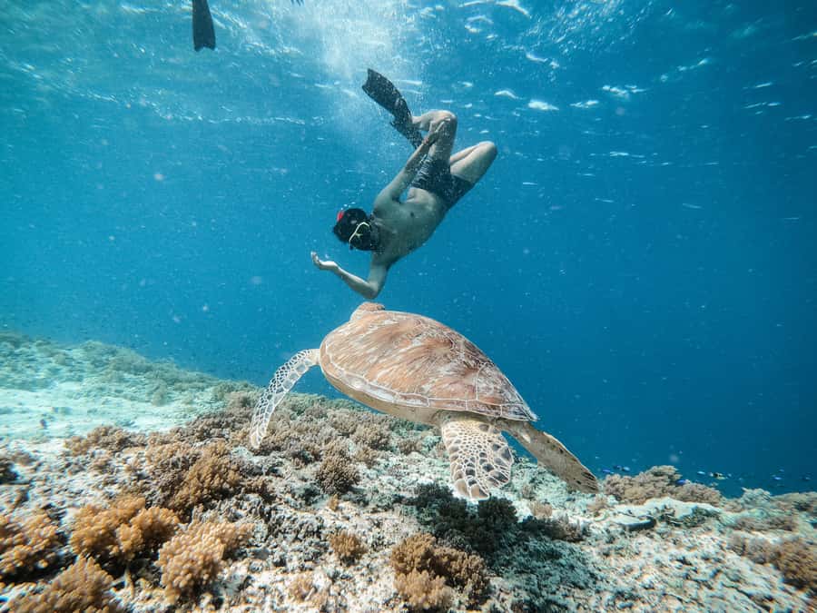 From Gili Meno: Private Snorkeling with Turtle & Statue - Wildlife rules: how to see turtles without bothering them