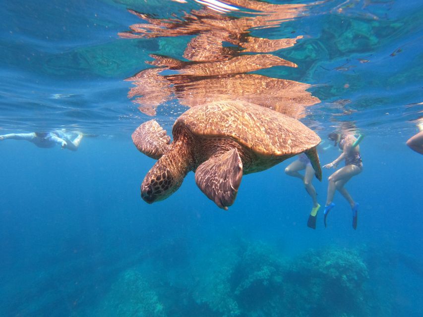 From Ka'anapali: West Maui Half-Day Snorkel Tour w/ Food - Key highlights worth knowing