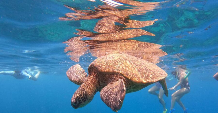 From Ka'anapali: West Maui Half-Day Snorkel Tour w/ Food - West Maui snorkeling from Kaanapali: what the trip actually feels like
