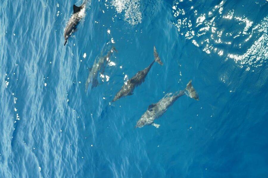 From Ka'anapali: West Maui Half-Day Snorkel Tour w/ Food - Lunch and open bar during the return cruise: why it’s more than a perk