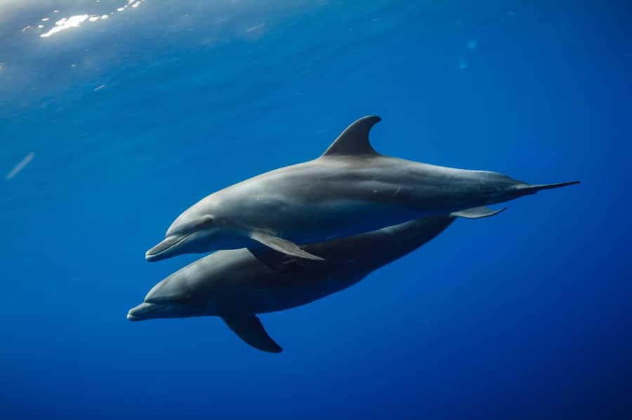 From Kendwa: Mnemba Boat Trip and Dolphin Snorkel Adventure - Swimming with dolphins: what it feels like in practice