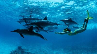 From Kendwa: Mnemba Boat Trip and Dolphin Snorkel Adventure - 08:30 pickup and the dolphin-search cruise from Kendwa or Nungwi