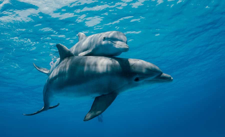 From Kendwa: Mnemba Boat Trip and Dolphin Snorkel Adventure - Price of $50 for Mnemba dolphins and reef snorkeling: does it make sense?
