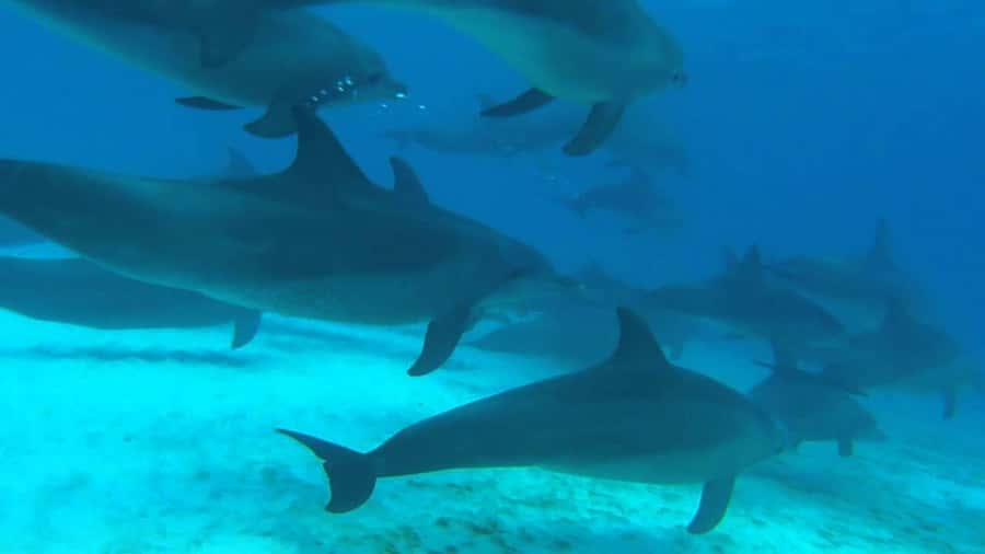 From Kendwa: Mnemba Boat Trip and Dolphin Snorkel Adventure - Booking reality: what to know before you show up