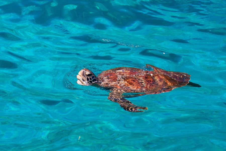 From Khao Lak: Similan Islands Snorkeling Trip with Lunch - Similan Islands snorkeling: why this route from Khao Lak feels efficient