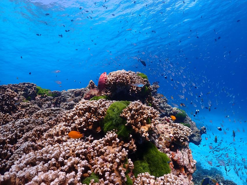 From Khao Lak: Similan Islands Snorkeling Trip with Lunch - The crowd reality: how to handle a popular day without ruining it