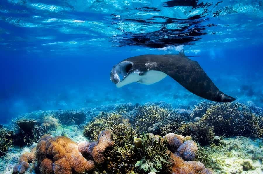 From Labuan Bajo: Komodo Island Day Tour with Snorkeling - Safety, Currents, and Crowds: The Real-Life Scene in Komodo