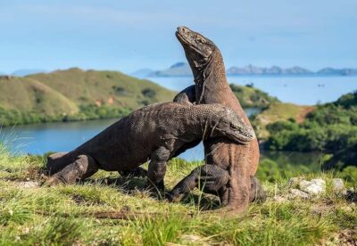 From Labuan Bajo: Komodo Island Day Tour with Snorkeling - From Labuan Bajo Harbor to Padar: How the Fast Boat Day Unfolds