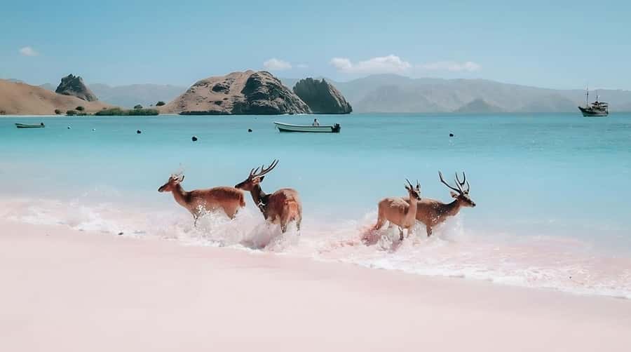 From Labuan Bajo: Komodo Island Day Tour with Snorkeling - Manta Point Snorkeling and the Wildlife Odds