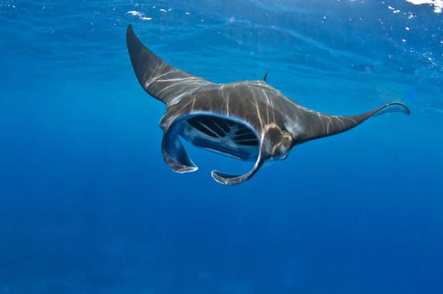 From Lembongan: Manta Point Snorkeling & West Penida Tour - Manta Point from Lembongan: the real reason to do the full day