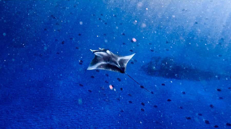 From Lembongan: Manta Point Snorkeling & West Penida Tour - Snorkeling schedule: how the water time is actually paced