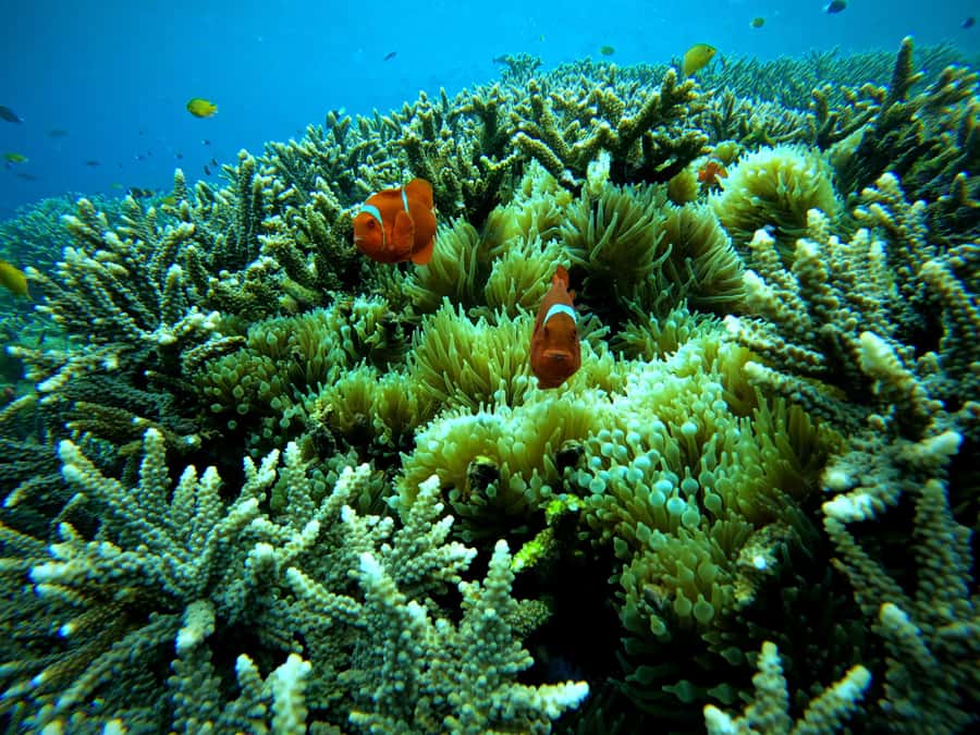 From Lembongan: Nusa Penida Snorkeling Day Trip - The boat ride and sea-sickness reality check