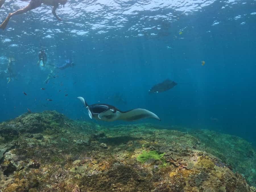 From Lembongan: Nusa Penida Snorkeling Day Trip - Who should book and who should skip