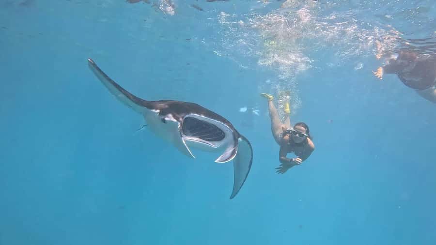 From Lembongan: Snorkeling 3 Spots, Mangrove and Land Tour - Key things to know before you go