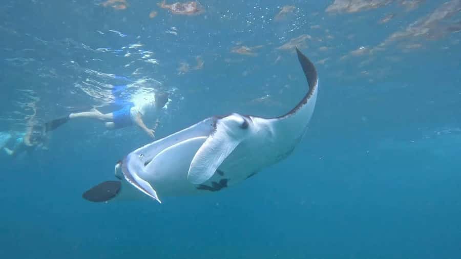 From Lembongan: Snorkeling 3 Spots, Mangrove and Land Tour - Crystal Bay and Gamat Bay: coral snorkeling with a calmer rhythm