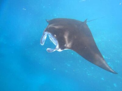 From Lembongan: Snorkeling 3 Spots, Mangrove and Land Tour - Manta Bay snorkeling: the manta hunt, plus how to boost your odds