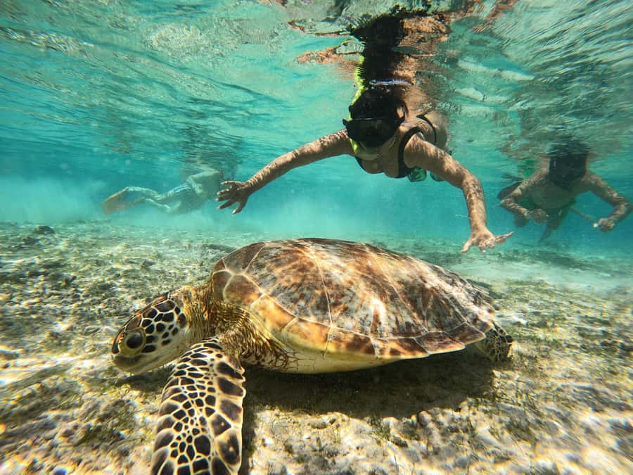 From Lombok: Gili Islands Snorkeling Day Trip - Key highlights to know before you go