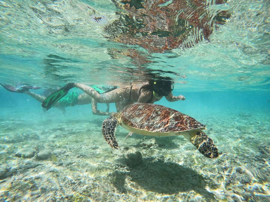 From Lombok: Gili Islands Snorkeling Day Trip - Gili Air: the reef that encourages hands-on fish feeding