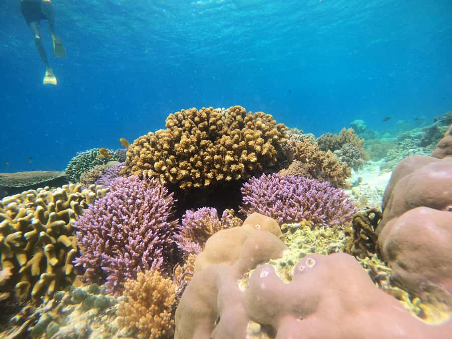 From Lombok: Gili Islands Snorkeling Day Trip - What makes the guides such a big deal