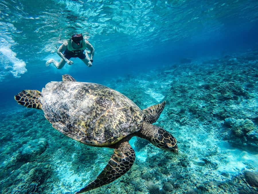 From Lombok: Gili Islands Snorkeling Day Trip - The 7-hour rhythm: island time, then snorkeling, then reset