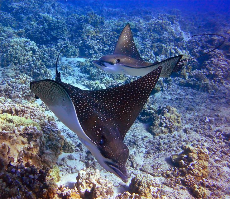 From Ma'alaea: AM Turtle Town Snorkel Aboard Quicksilver - Key things to know before you go