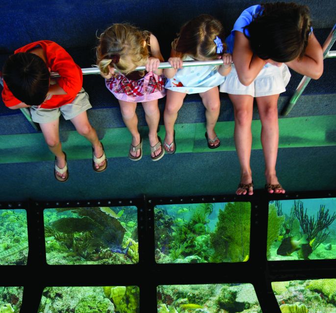 From Miami: Key West with Dolphin Watch or Snorkel Boat - Who this Key West day trip is best for