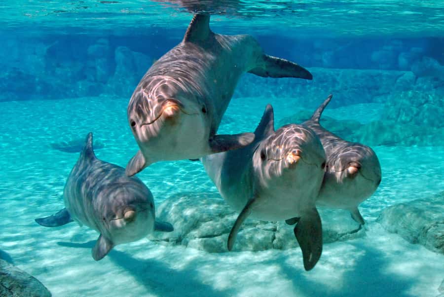From Miami: Key West with Dolphin Watch or Snorkel Boat - Dolphin watch option: 2 1/2 hours of marine searching