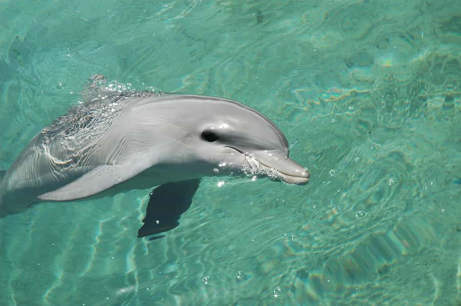 From Miami: Key West with Dolphin Watch or Snorkel Boat - The value question: is it worth it at around $29?
