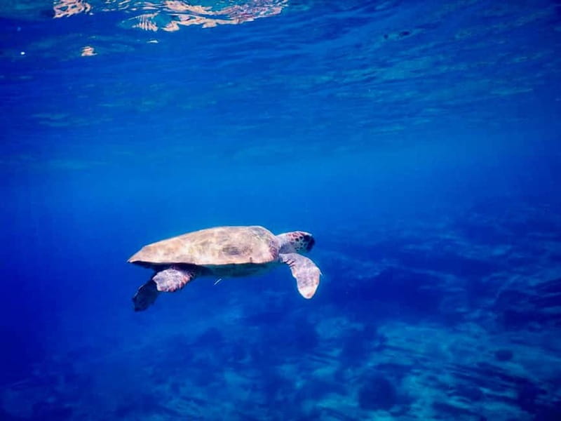 From Milopotas: Ios Island Scenic Snorkeling Cruise - Kolitsani and Pikri Nero: the spots that keep snorkeling from feeling rushed