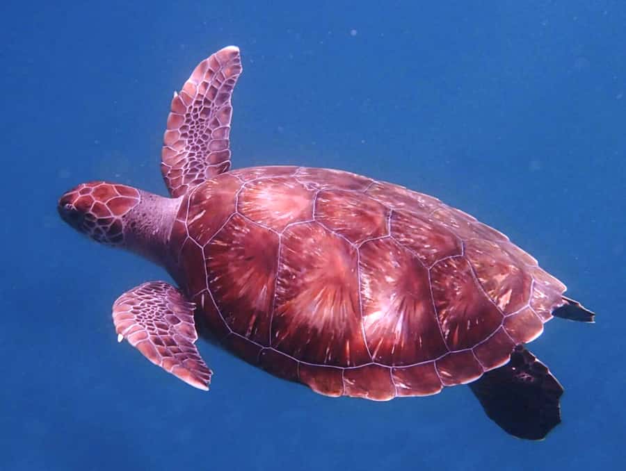 From Mindelo: São Vicente's Enchanting Sea Turtle Snorkeling - Key things that make this tour work