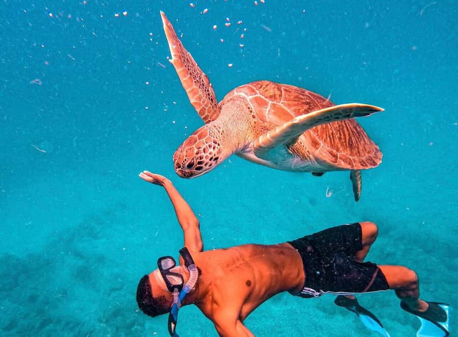 From Mindelo: São Vicente's Enchanting Sea Turtle Snorkeling - Why sea turtle snorkeling in São Pedro feels different