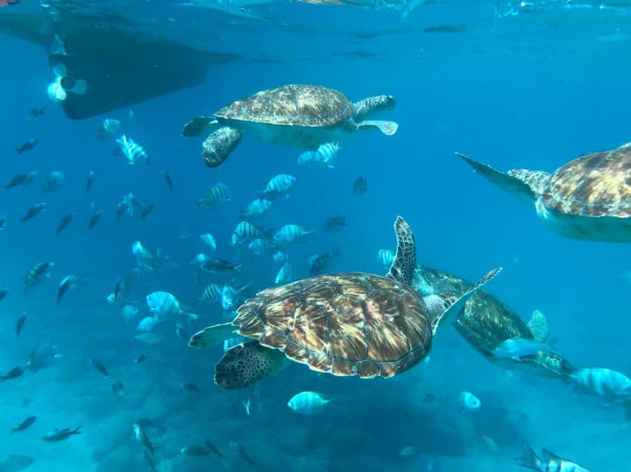 From Mindelo: São Vicente's Enchanting Sea Turtle Snorkeling - The 90-minute flow: what you actually spend time doing