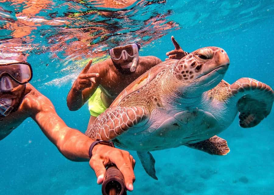 From Mindelo: São Vicente's Enchanting Sea Turtle Snorkeling - Getting from Mindelo: pickup that saves your brain