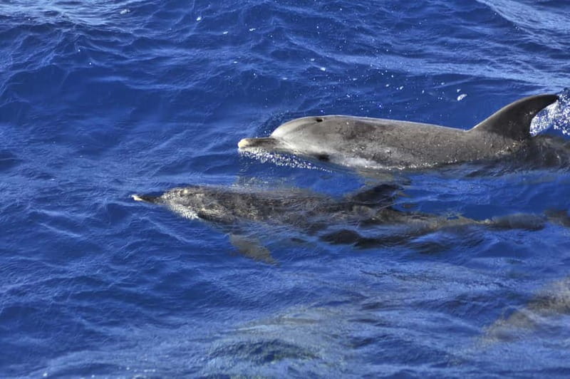From Morro Jable: Dolphin and Whale Watching and Snorkelling - Key things you’ll notice on this Morro Jable cruise