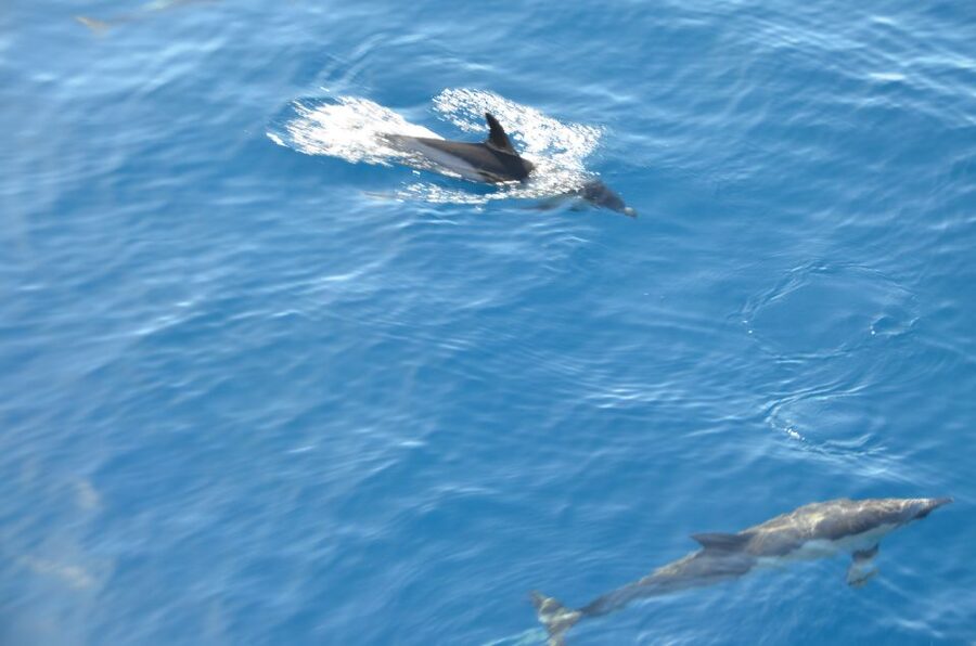 From Morro Jable: Dolphin and Whale Watching and Snorkelling - Should you book this Morro Jable Dolphin and Whale Watching with Snorkeling?