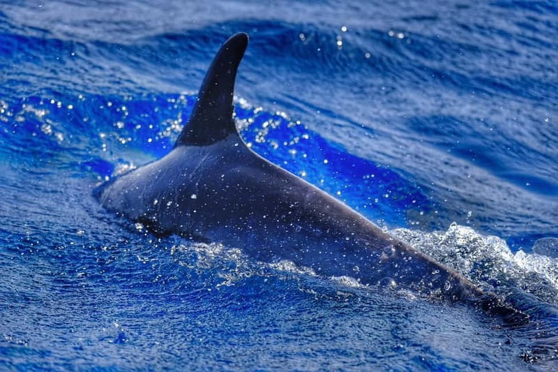 From Morro Jable: Dolphin and Whale Watching and Snorkelling - Morro Jable’s speedboat plan: why this tour feels fun, not just scenic