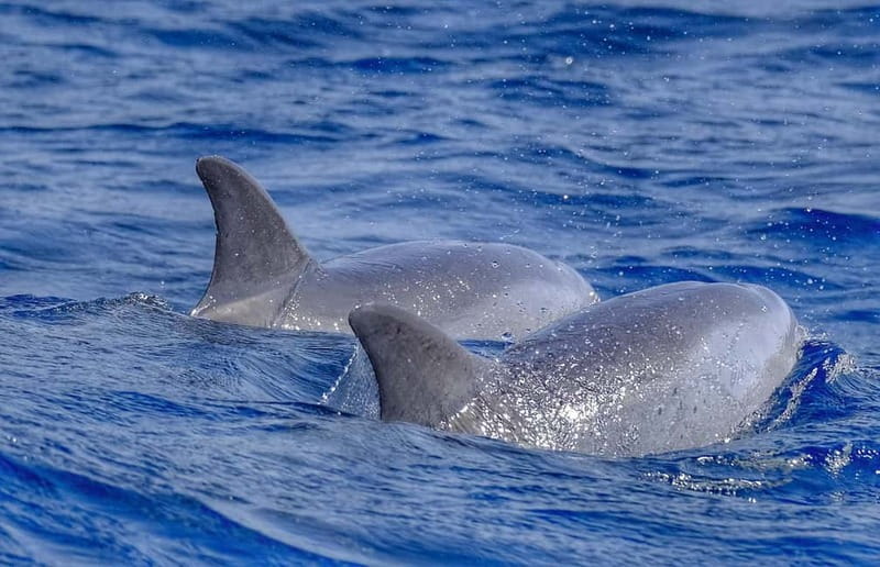 From Morro Jable: Dolphin and Whale Watching and Snorkelling - The Atlantic hunt: how dolphins and whales fit into the ride