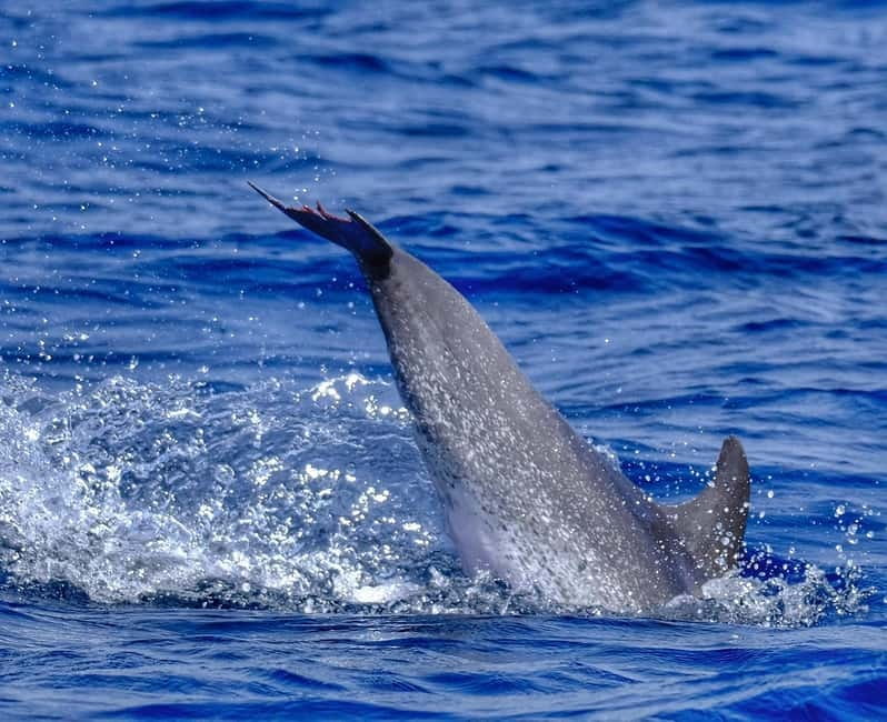 From Morro Jable: Dolphin and Whale Watching and Snorkelling - The snorkeling stop: 30 minutes of underwater color and fish