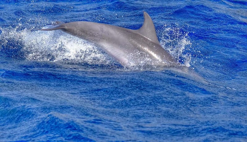 From Morro Jable: Dolphin and Whale Watching and Snorkelling - Speedboat reality check: who will love it and who should think twice