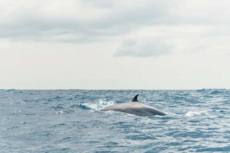 From Morro Jable: Dolphin and Whale Watching and Snorkelling - Guides on board: the difference between hearing and understanding