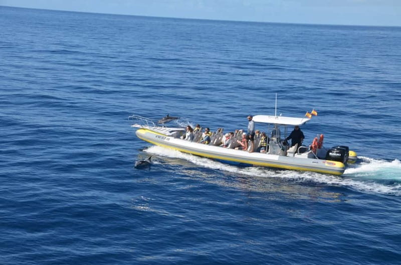 From Morro Jable: Dolphin and Whale Watching and Snorkelling - Who should book this dolphin and whale watching tour from Morro Jable