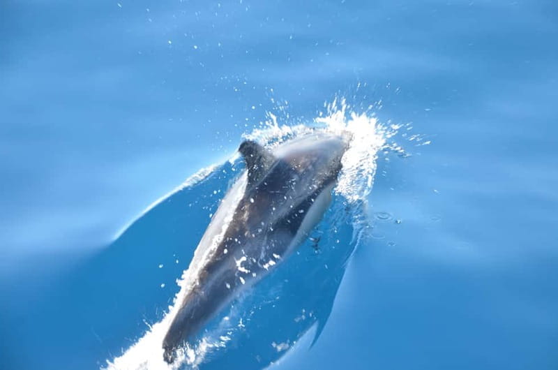 From Morro Jable: Dolphin and Whale Watching and Snorkelling - The speedboat ride on the Atlantic Ocean (and how to handle the “wet” part)
