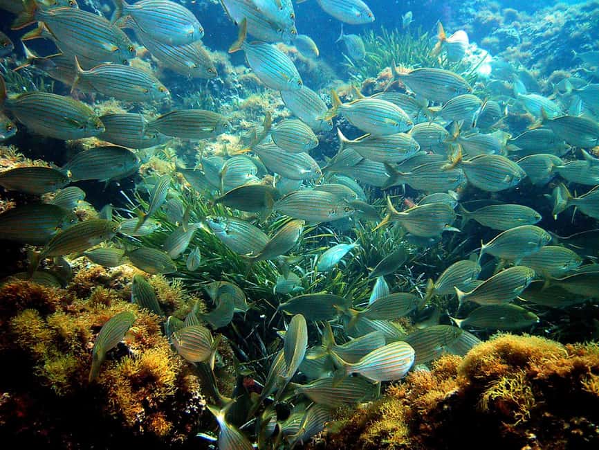 From Nice: French Riviera Swimming and Snorkeling Cruise - Key highlights at a glance