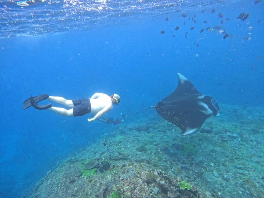 From Nusa Penida: 3 Spots Snorkeling Tour with Manta Rays - Quick hits you’ll care about