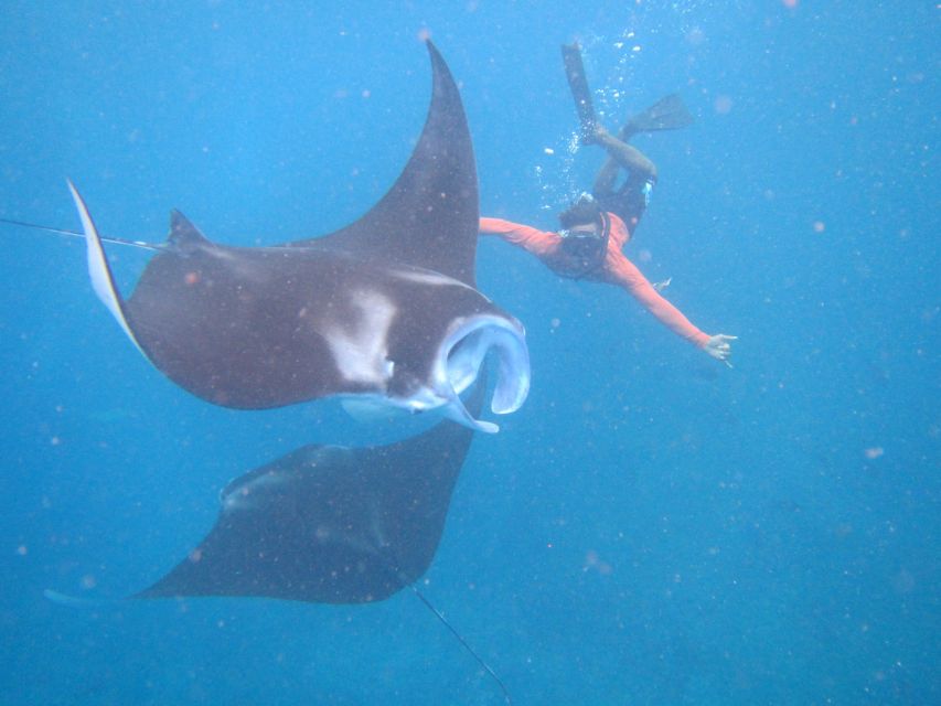 From Nusa Penida: 3 Spots Snorkeling Tour with Manta Rays - Should you book this 3-spot manta tour?