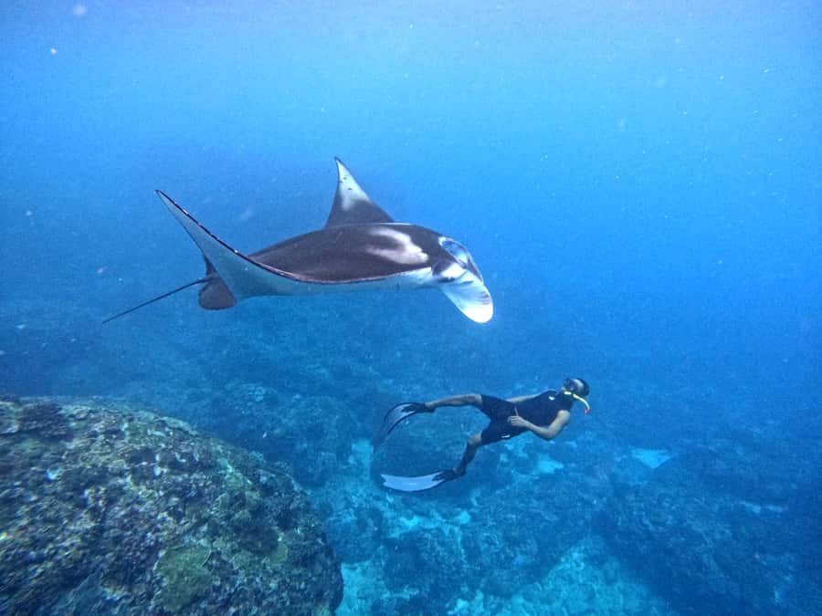 From Nusa Penida: 3 Spots Snorkeling Tour with Manta Rays - Manta rays: how the crew finds them and why it is not guaranteed