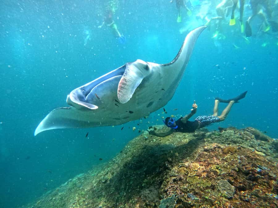 From Nusa Penida: 3 Spots Snorkeling Tour with Manta Rays - Crystal Bay, Manta Bay, Mangrove Point: the three snorkeling moments