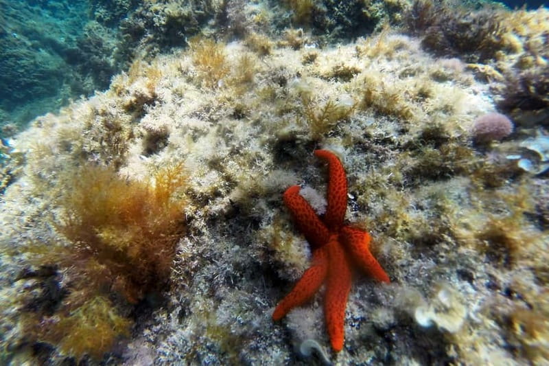 From Sant Feliu de Guíxols: Kayak and Snorkel in Costa Brava - The kayak setup: SIT-ON-TOP means less fuss