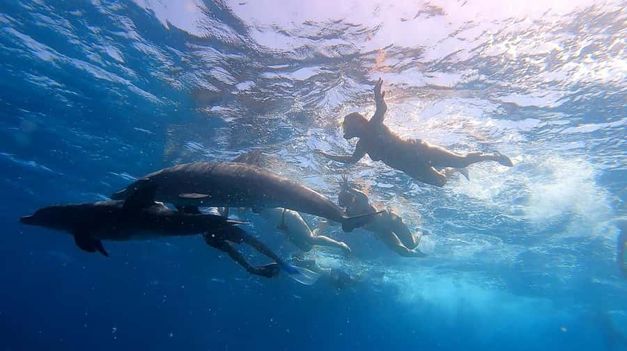 From Sharm: White Island and Ras Mohamed Snorkeling Trip - Who this trip fits best (and who should rethink it)